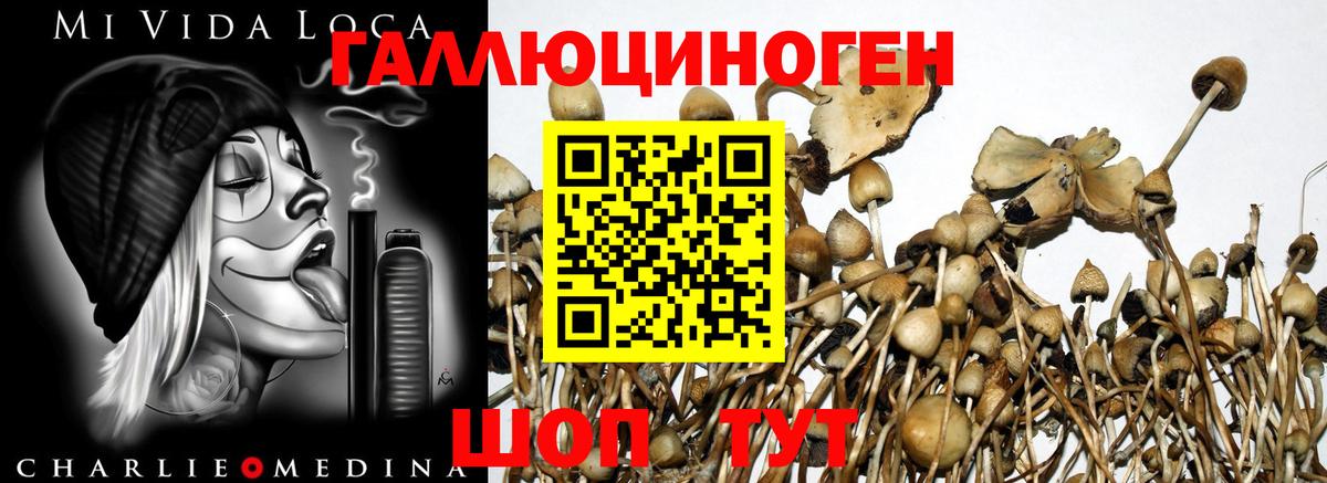 Псилоцибиновые грибы прущие грибы  Псилоцибиновые грибы прущие грибы  Арсеньев  Вход с VPN 